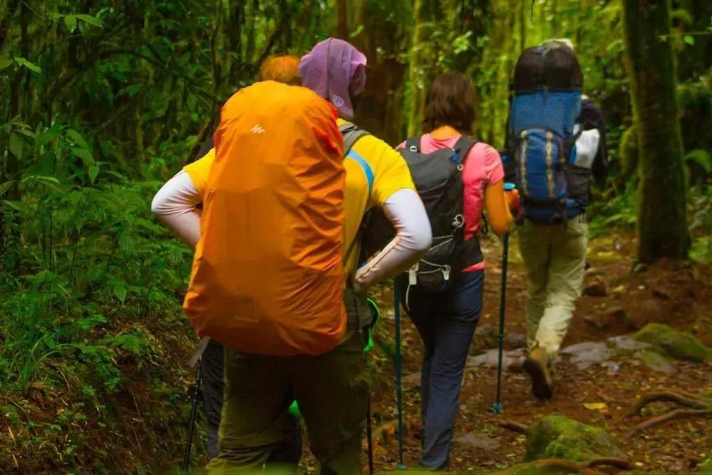 2 day hike machame route machame day trip to forest