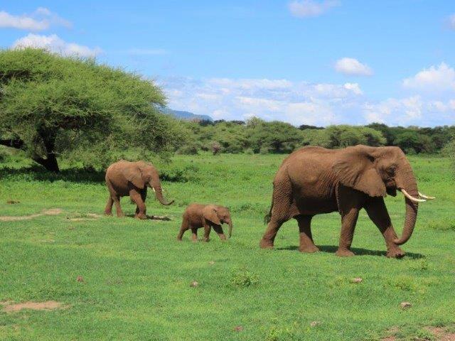 Serengeti-migration