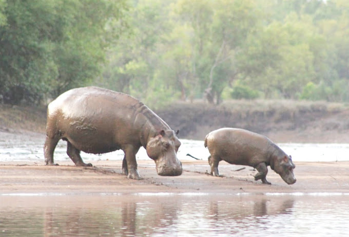 1 day mikumi-national-park