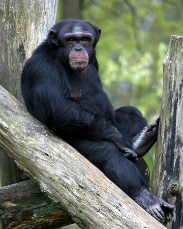 GORILLA SAFARI