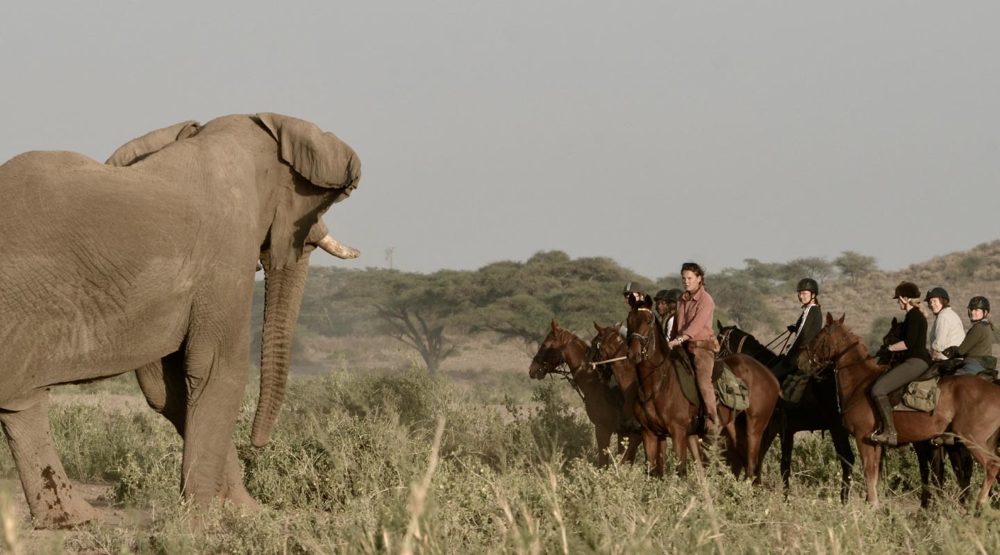 1 day tanzana private safari like manyara 