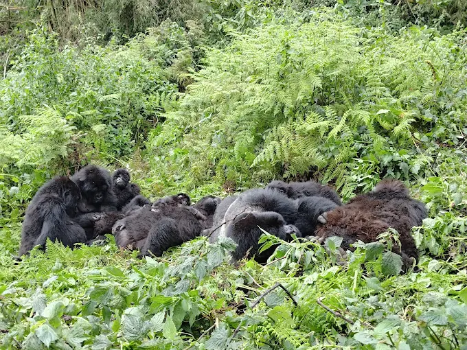3 days chimpanzee lake kuvu