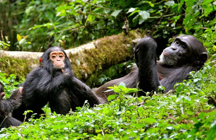 3 days chimpanzee lake kuvu