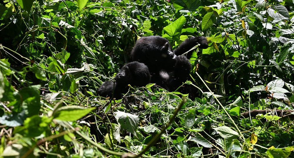 Uganda gorilla trekking