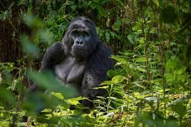 2 days mgahinga gorilla trekking