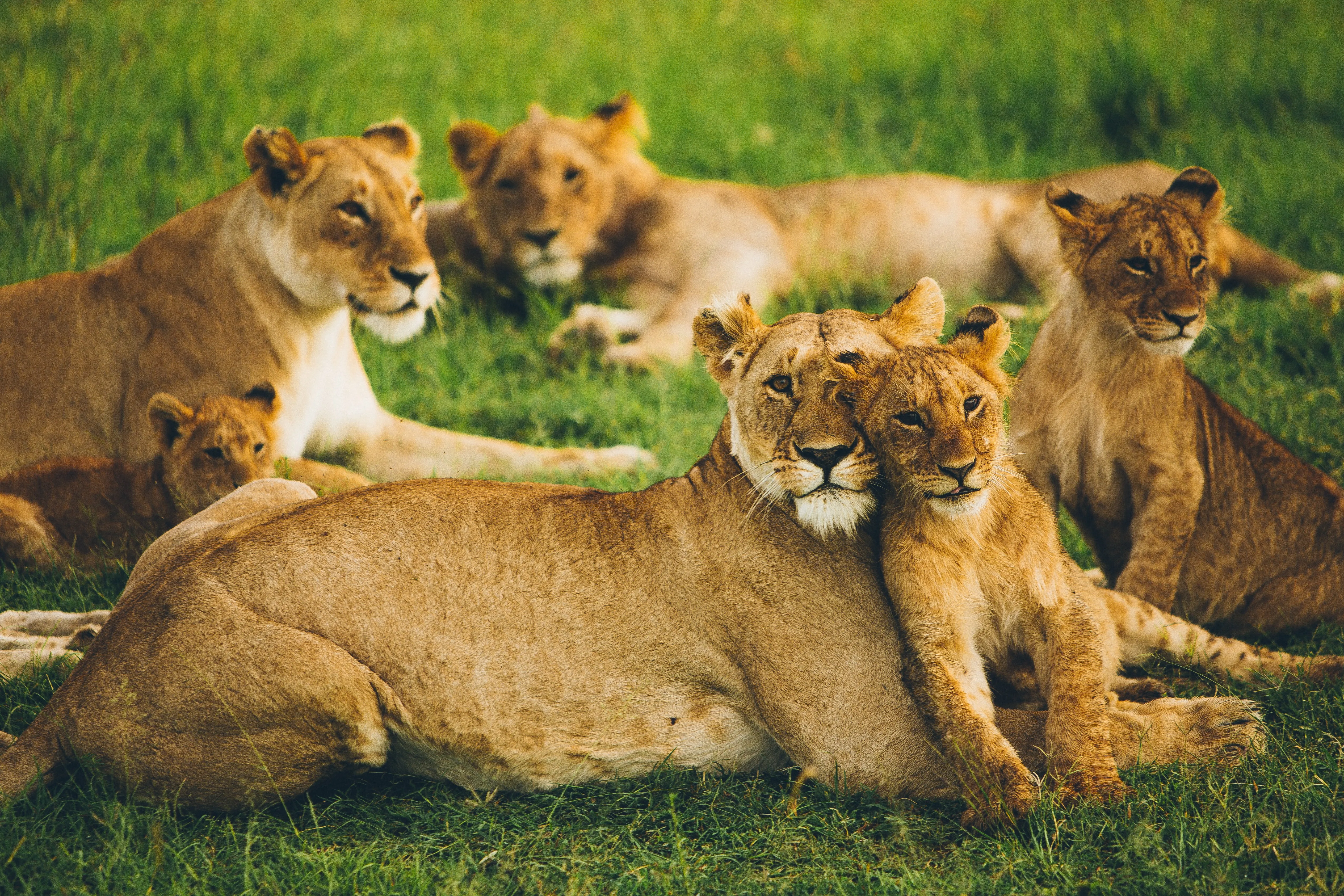 3 days masai mara joining group