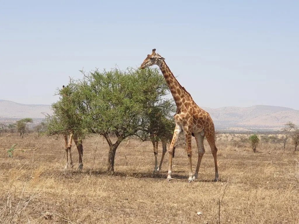 3 days selous game reserve nyerere