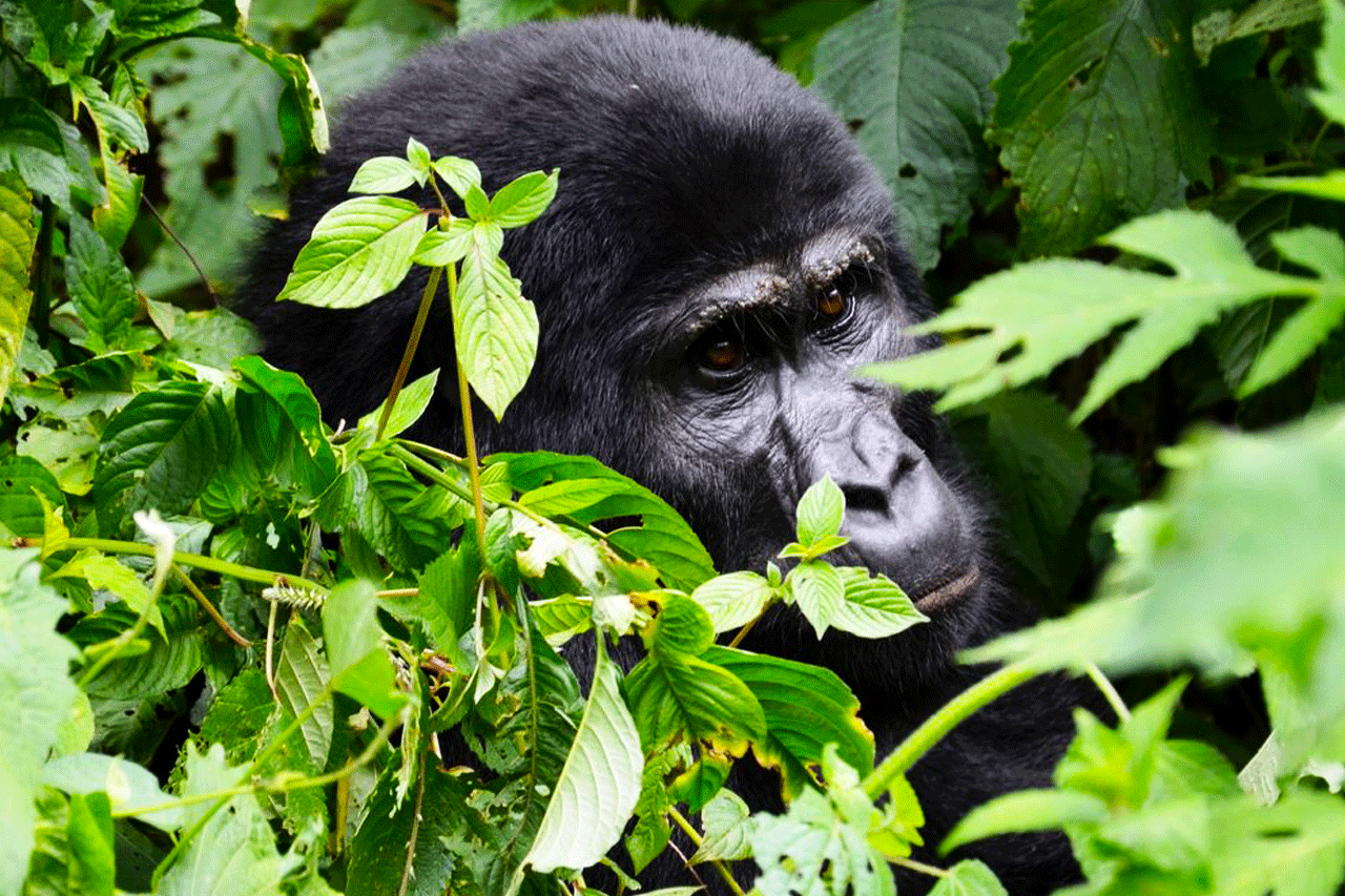 4 days gorilla trekking safari