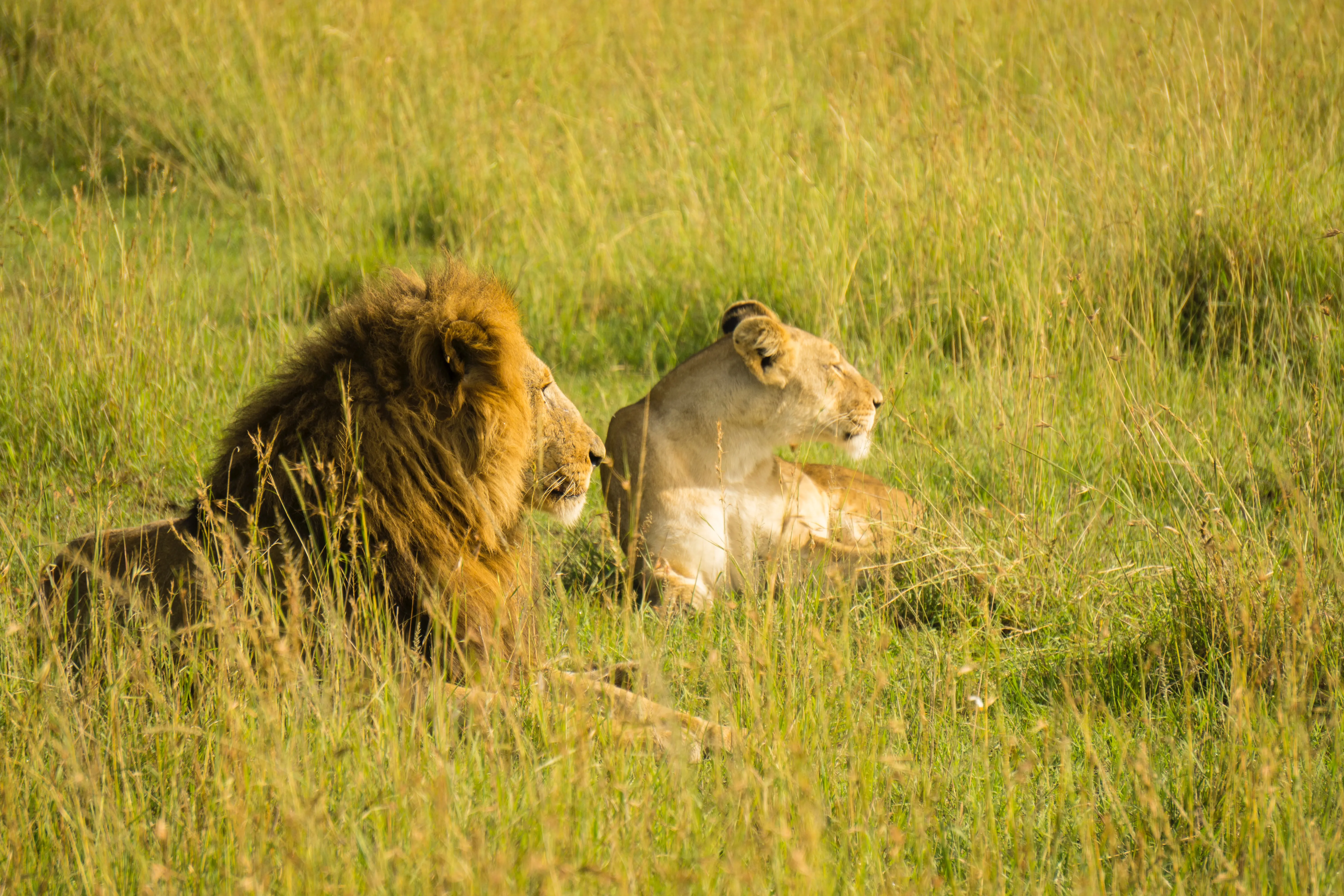 masai mara joining group