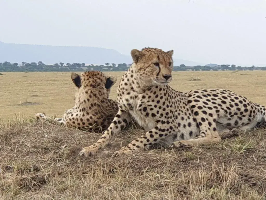 5 days masai mara itinerary 5 days masai mara itinerary