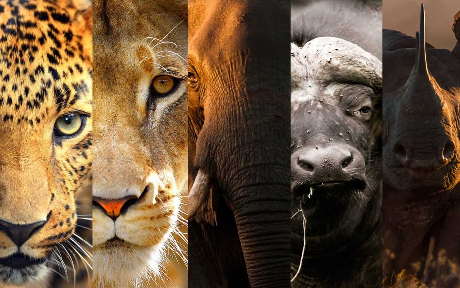 kenya vs tanzania