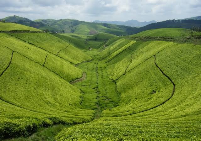 kenya vs tanzania