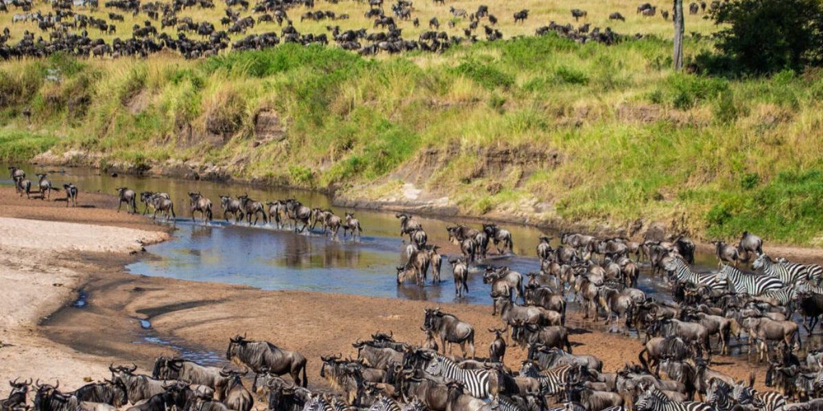 kenya vs tanzania