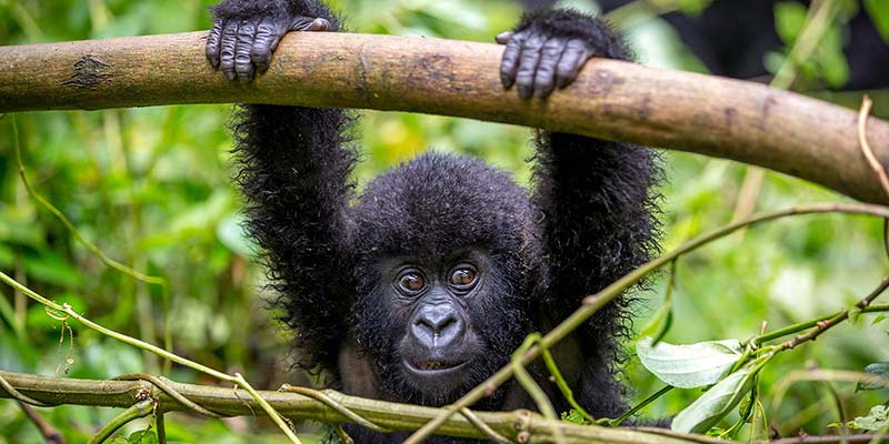 Three days Tanzania Private Safaris