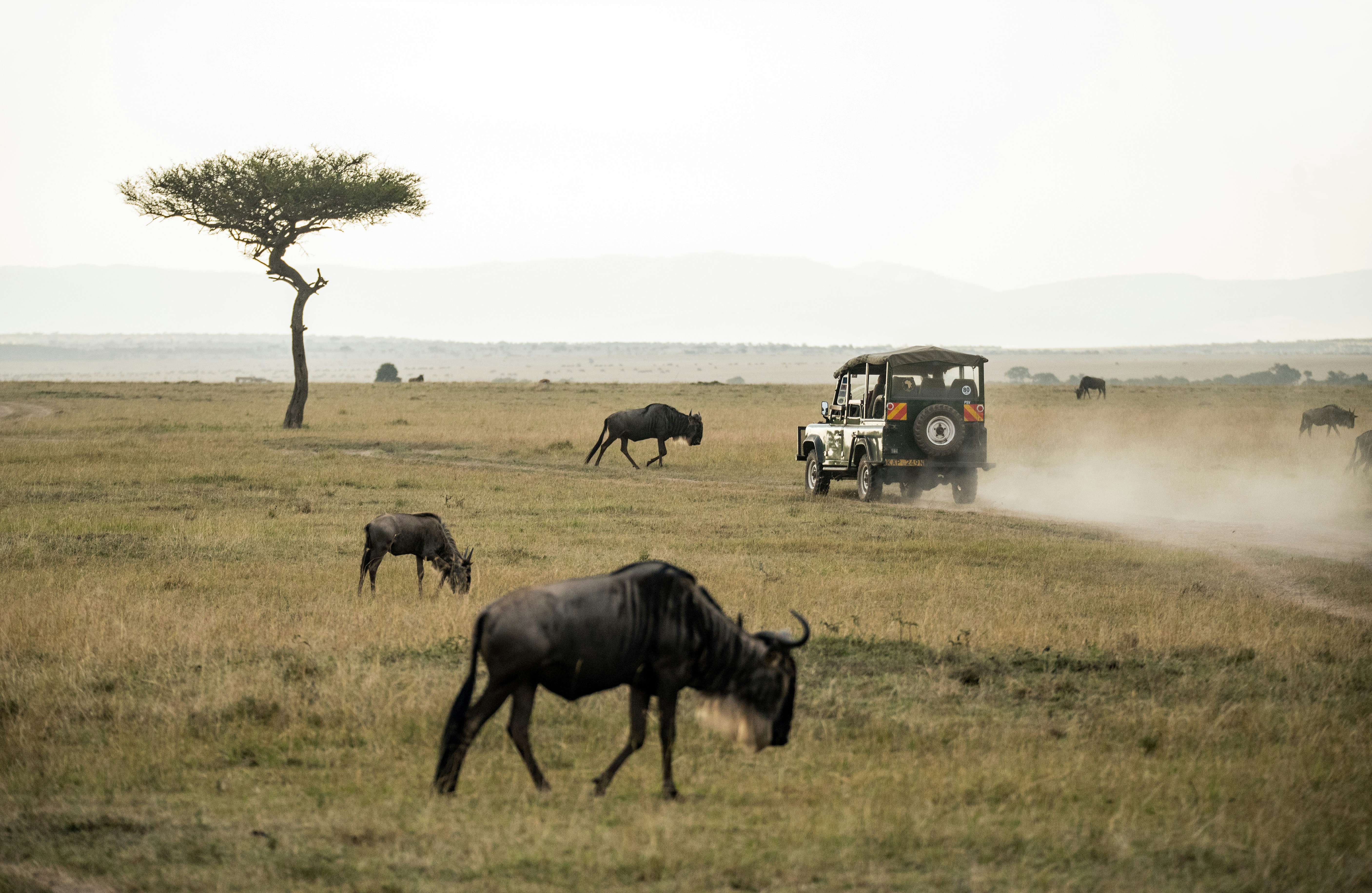 kenya vs tanzania
