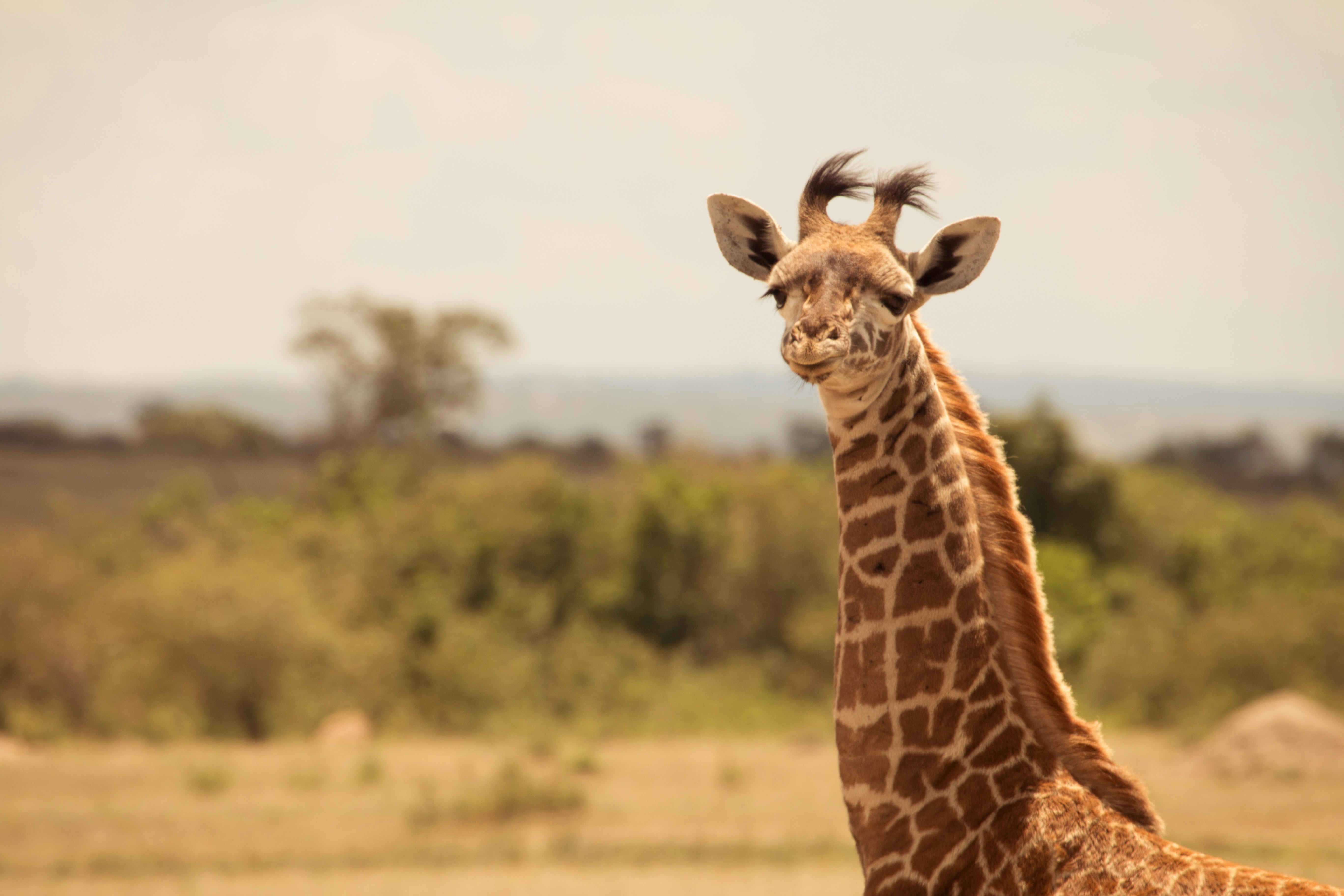 kenya vs tanzania