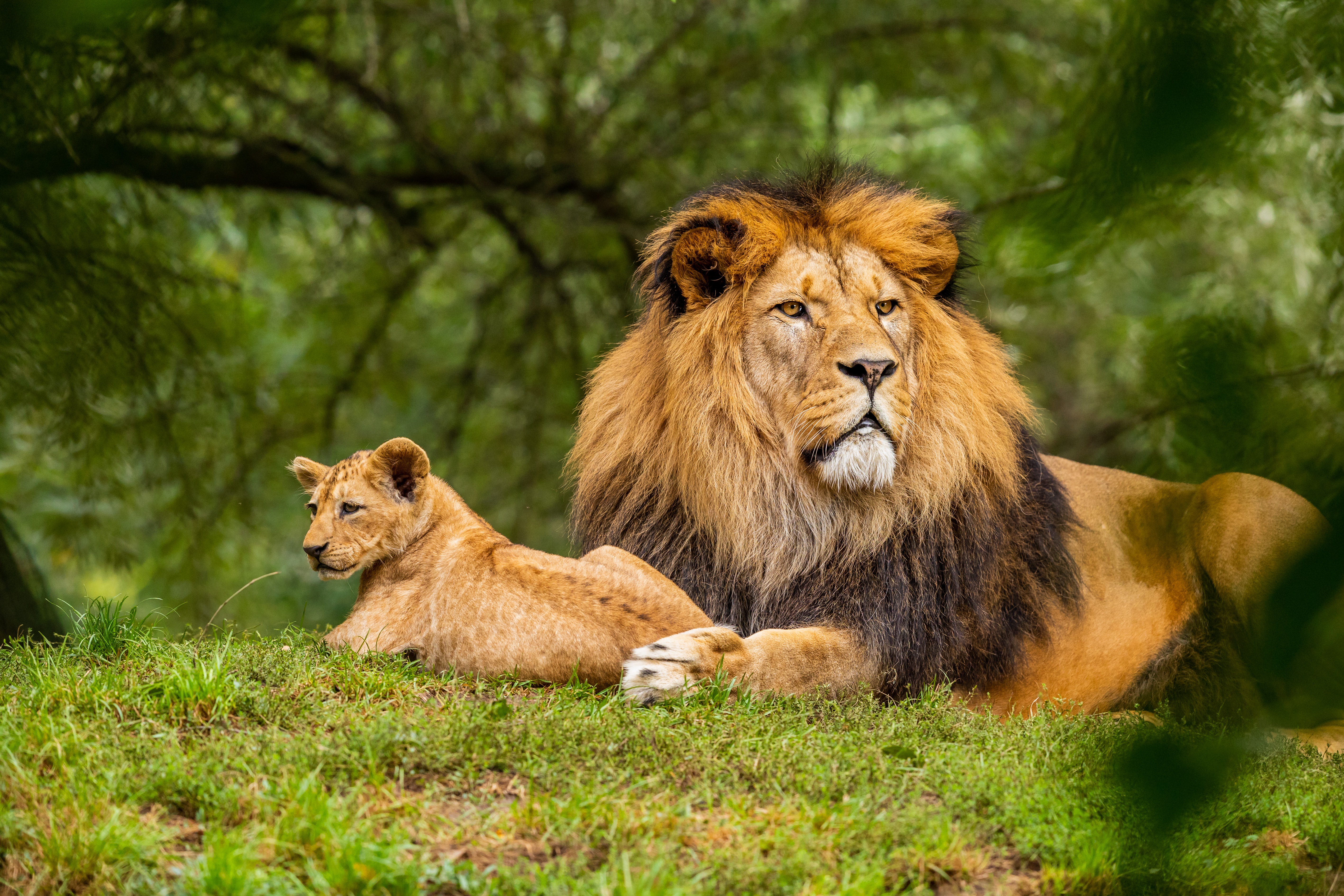 kenya vs tanzania