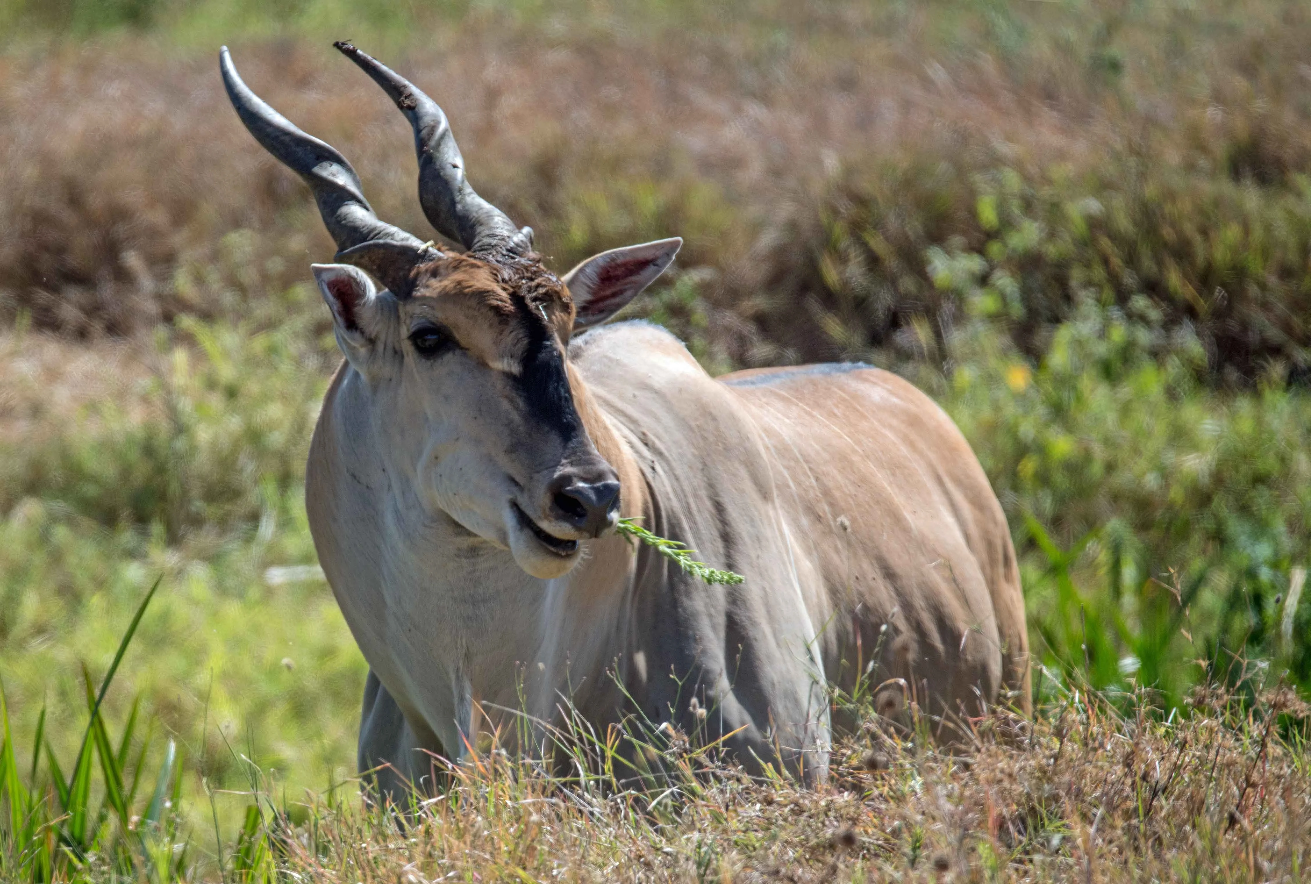 13 days climb kilimanjaro and safari