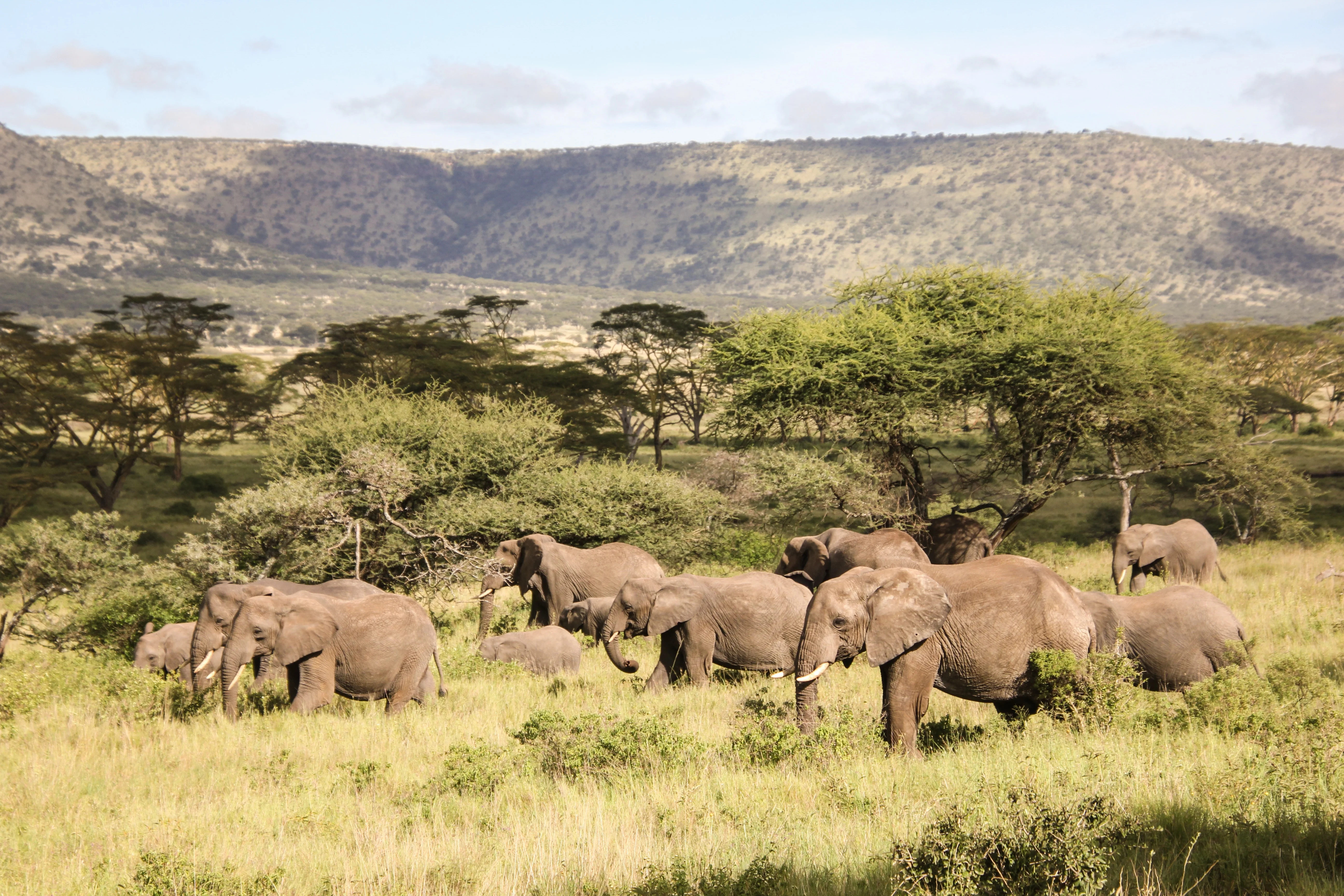 6 days tanzania honeymoon safari