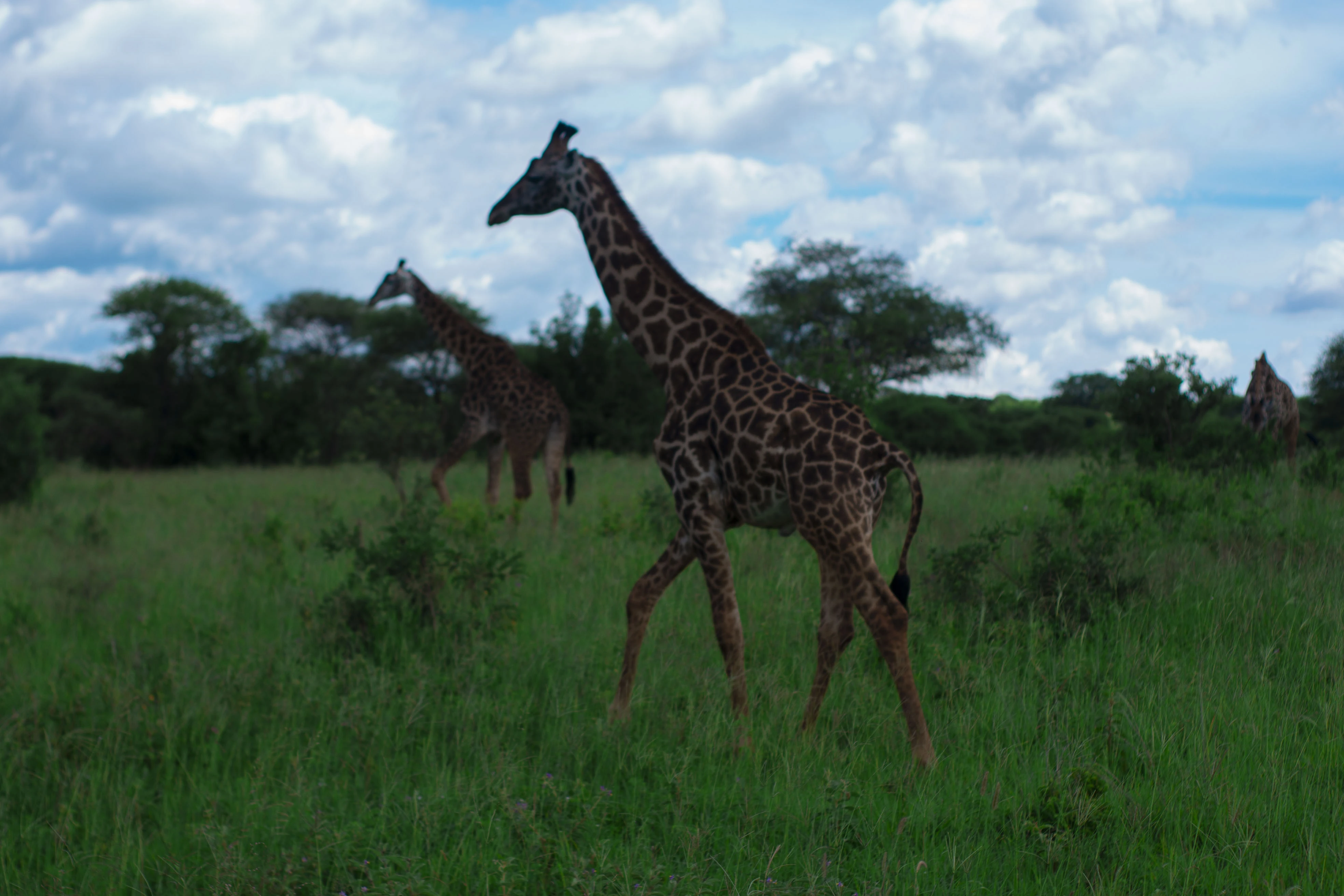 2 days honeymoon safari