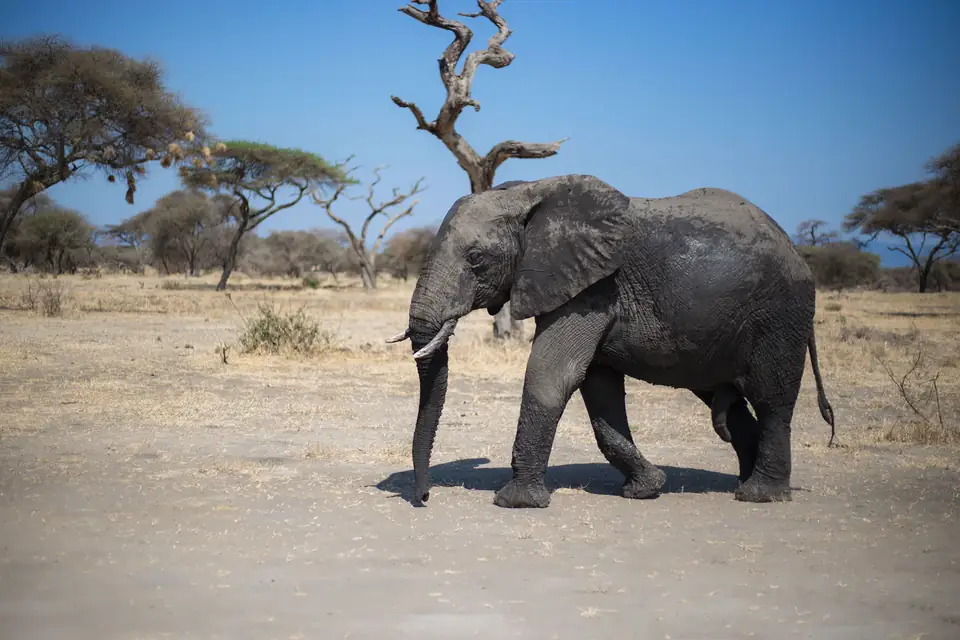 1-Day Nairobi Park Sheldrick and Giraffee Centre - Kenya tours hero photo