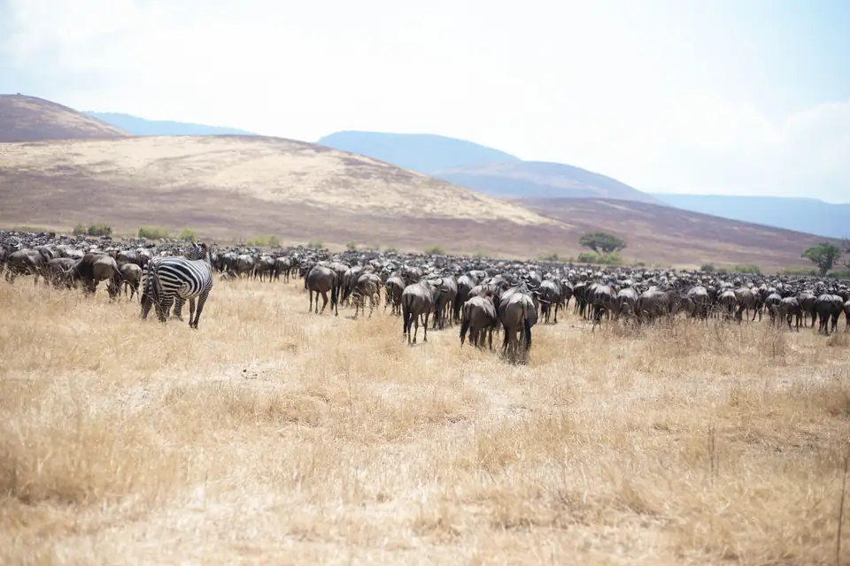 14-Day East Africa Trip Uganda Kenya Tanzania & Zanzibar - Kenya & Tanzania safari gallery image