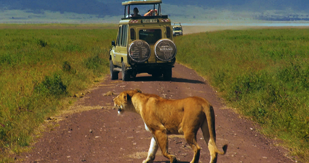 1 day tanzana private safari Ngorongoro 