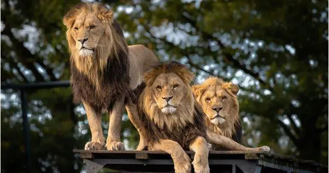 Tanzania Safaris