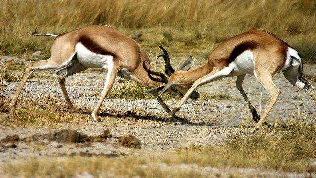 Tanzania Serengeti Safari