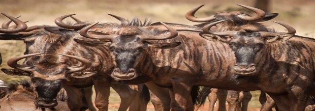 serengeti migration safari tour