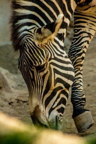 serengeti migration safari 