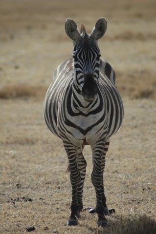 serengeti migration safari 