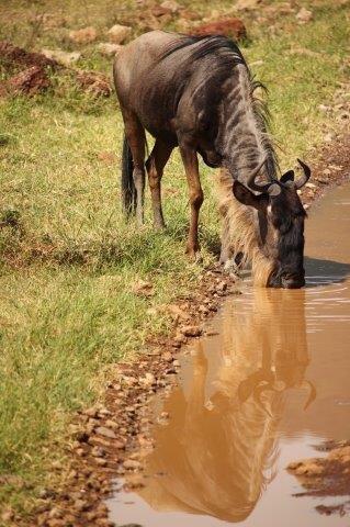 serengeti migration safari 