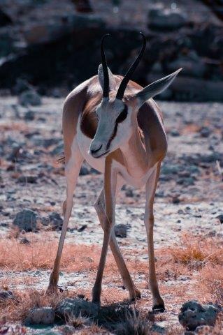 serengeti migration safari 