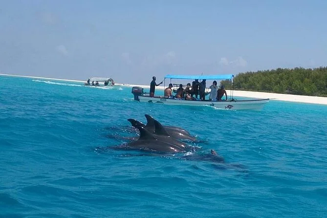 Dolphin Tour in Zanzibar